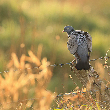 Woodpigeon