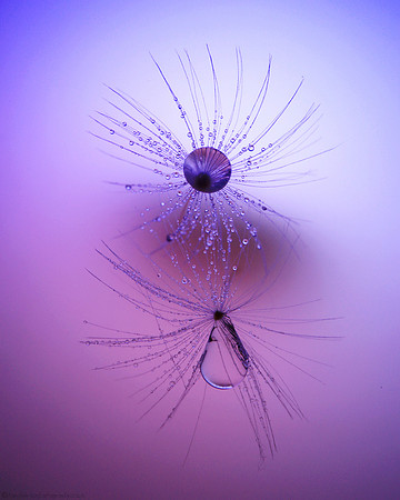 Purple Drop