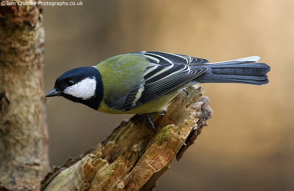Great Tit