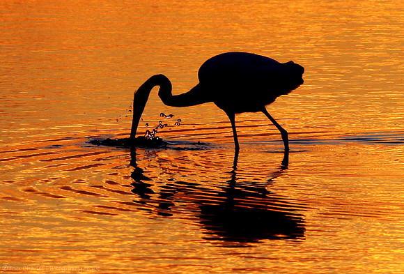 Great White Egret