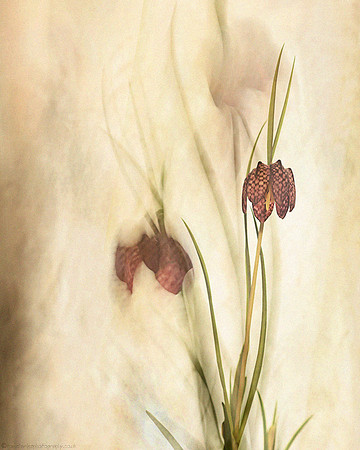 Fritillary