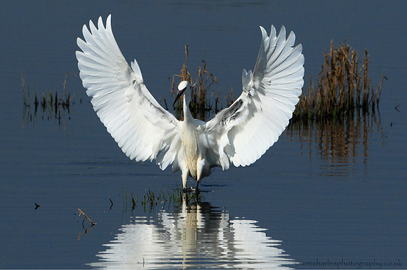 Little Egret