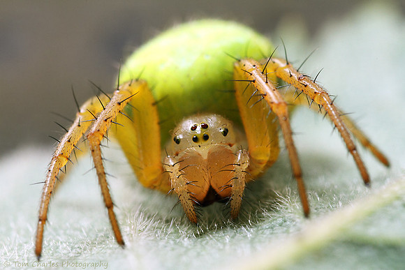 Green Orb-Weaver