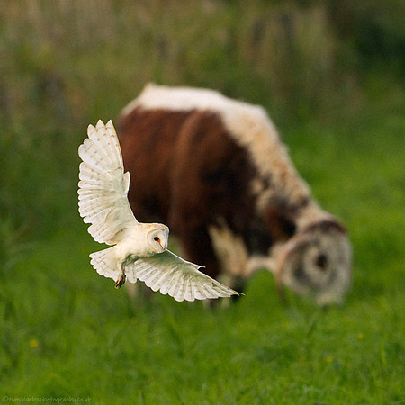 Barn Owl & Cattle