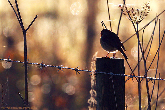 Greet The Winter Morning
