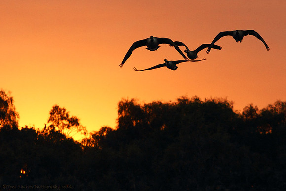 Last Glow and Geese