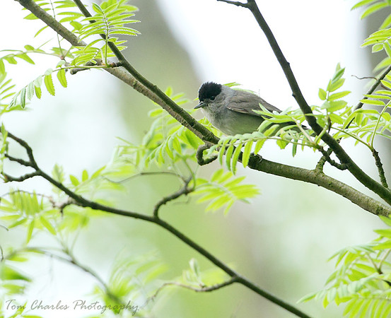Blackcap - male