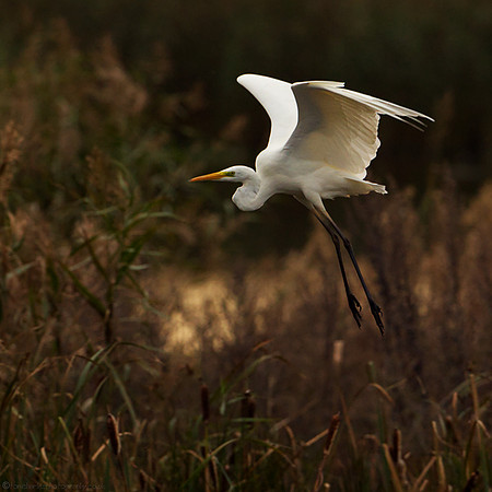 Great White Egret