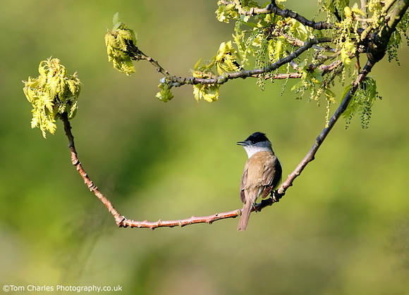 Blackcap - male