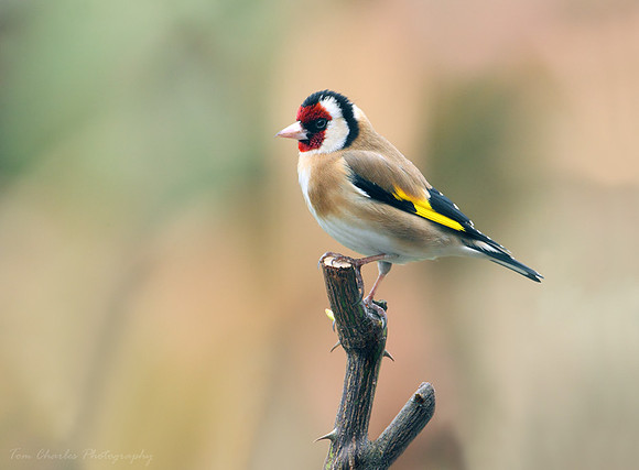 Goldfinch