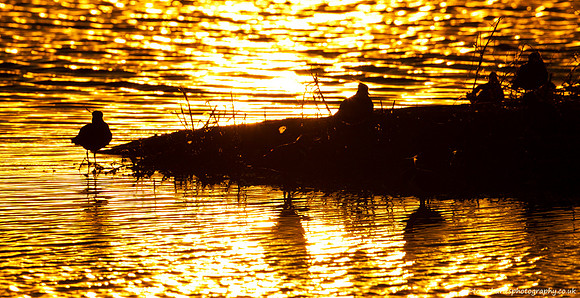 Last Light Lapwing