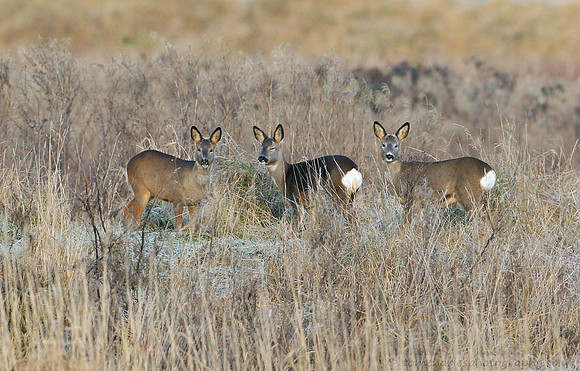 Roe Deer