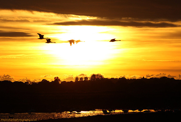 Sunset Arrival