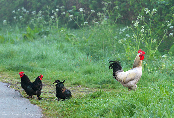 Farmyard Fantasy