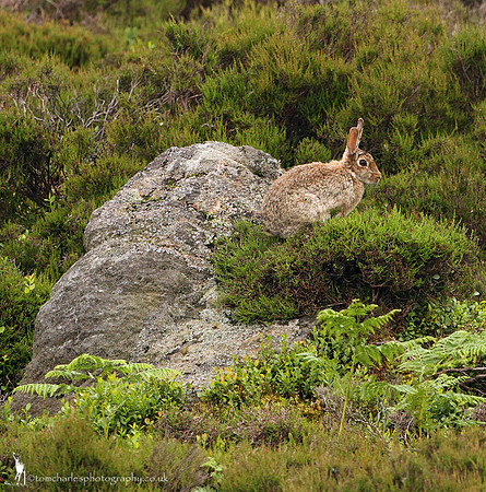 Mountain Hare