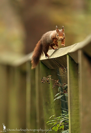 'On The Fence'