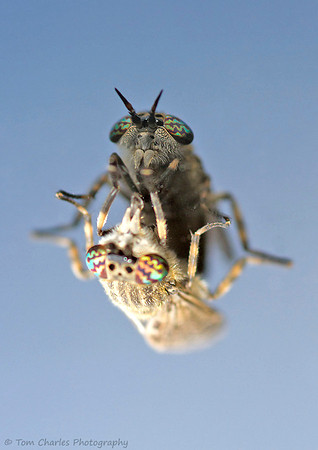 Horse Fly