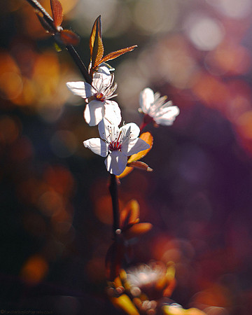 Spring Blossom - 3
