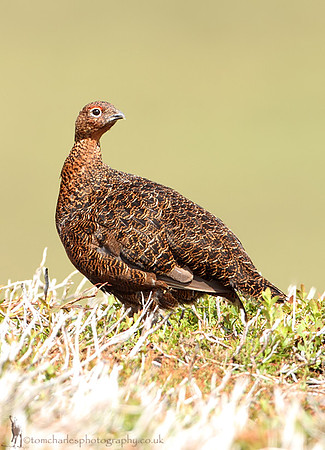 Red Grouse