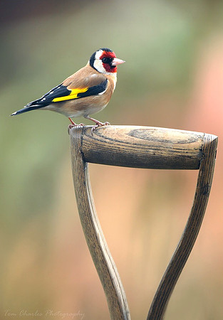 Goldfinch