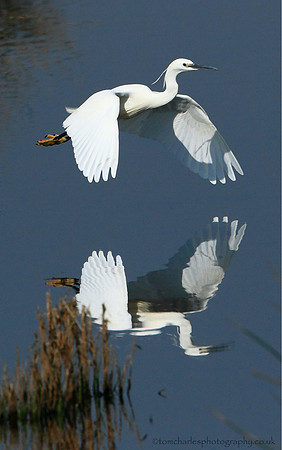 Little Egret