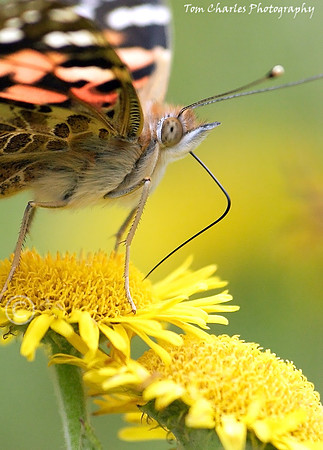 Painted Lady