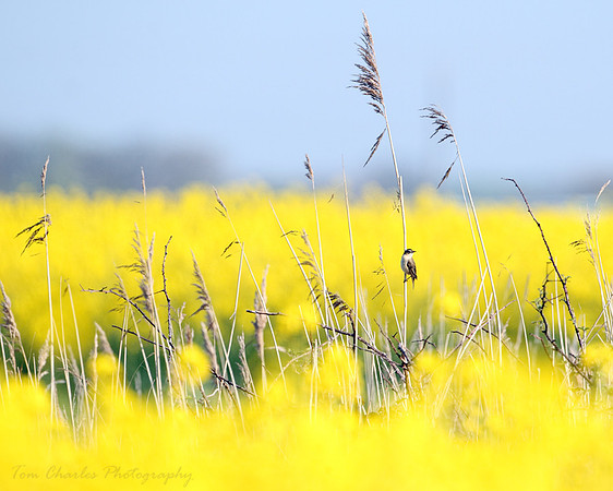 Sedge Warbler