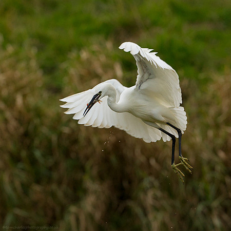 Big Fish; Little Egret