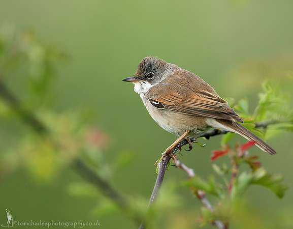 Whitethroat