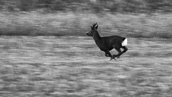 Deer Crossing