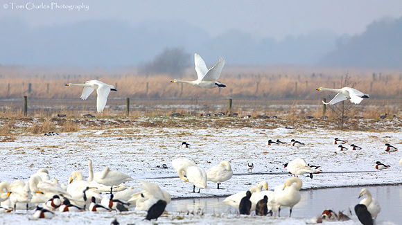 Winter Whooper Wonderland