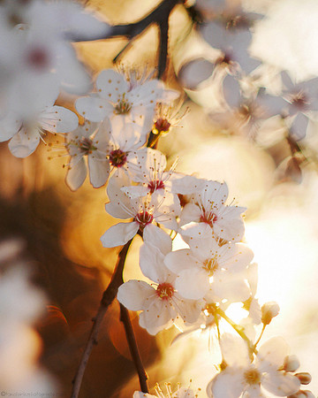 Spring Blossom - 4