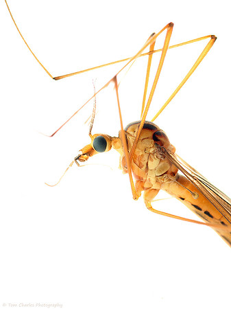 Tiger Crane Fly