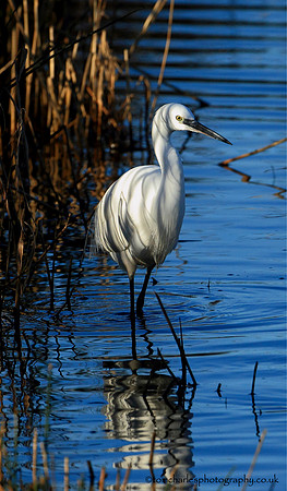 Little Egret