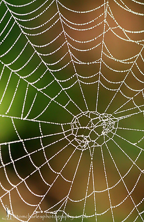 'Web Drops'