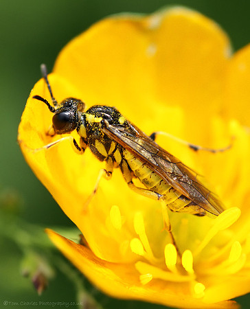Hot Buttercup