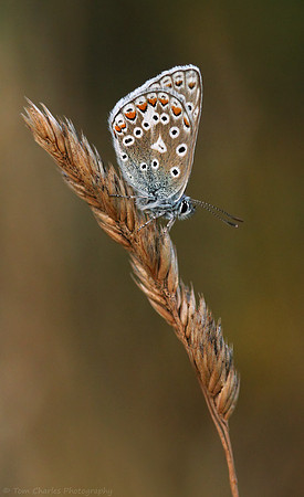 Common Blue Butterfly