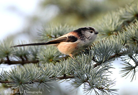 Long Tailed Tit