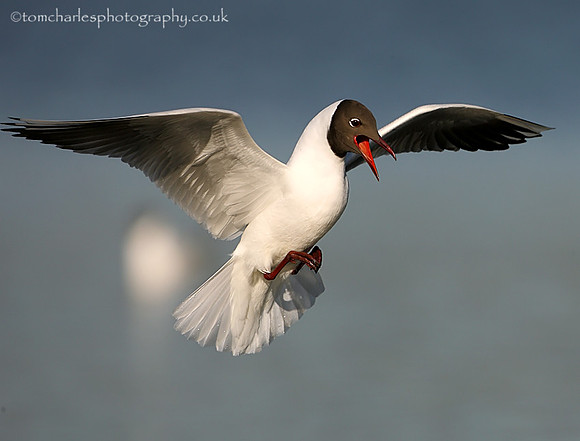 Black Headed Gull
