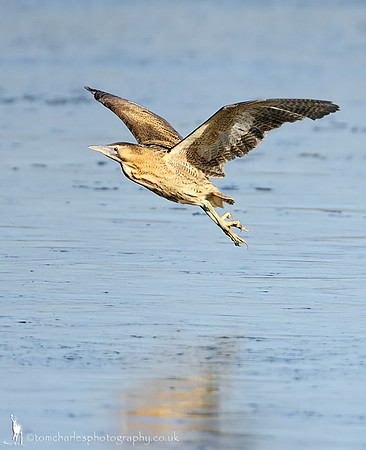 Bittern