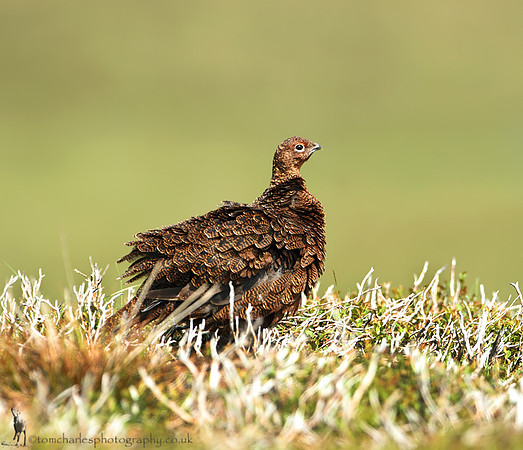 Red Grouse