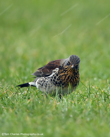 Fieldfare - Listening For Worms