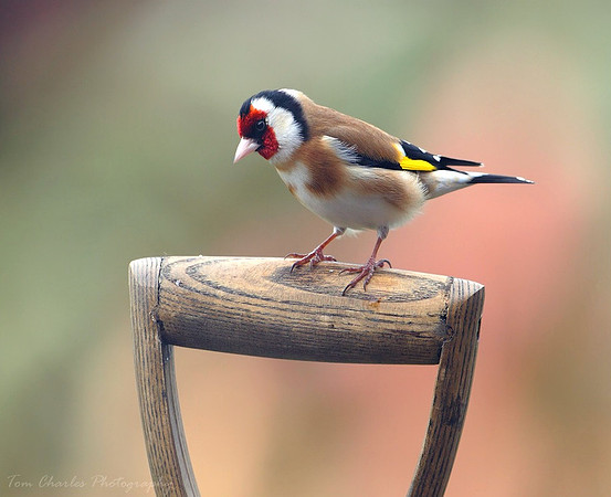 Goldfinch