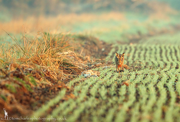 'Early Morning Hare'
