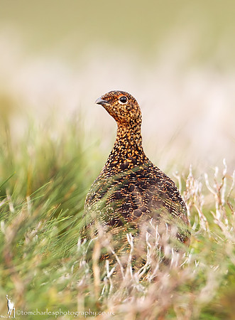 Red Grouse
