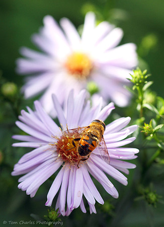 Hover and the Daisy