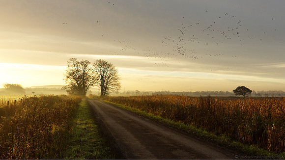 Pink Feet & Golden Sky