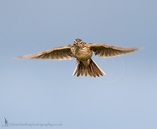 Skylark