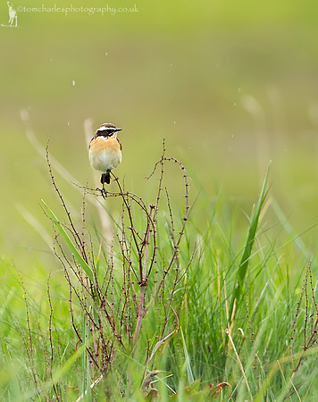 Whinchat - male