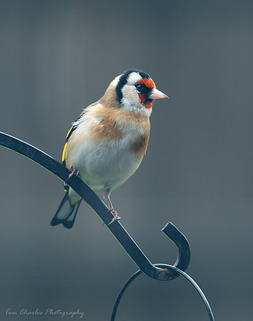Goldfinch